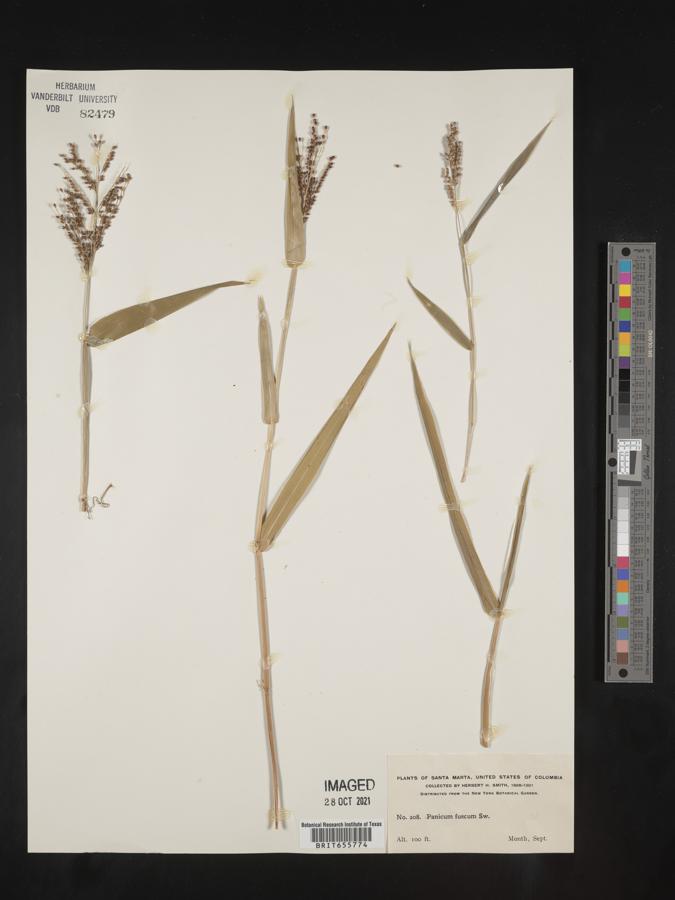 Panicum fuscum image