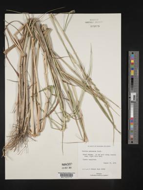 Panicum geminatum image