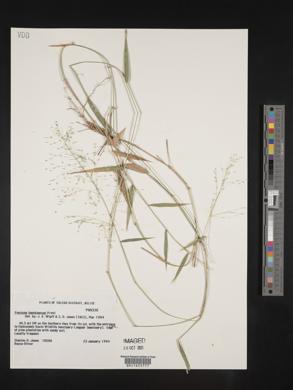 Panicum haenkeanum image