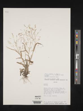 Panicum hirticaule image