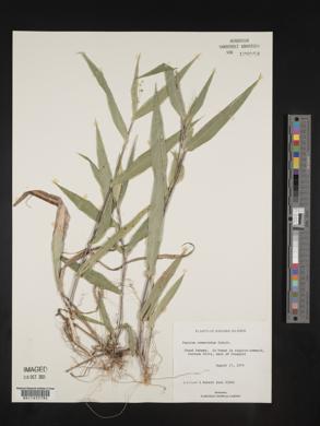 Panicum commutatum image