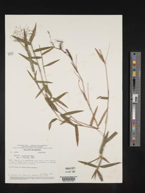 Panicum cyanescens image