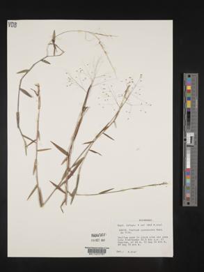 Panicum cyanescens image