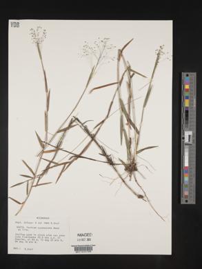 Panicum cyanescens image