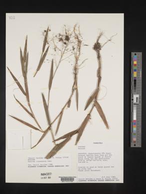 Panicum cyanescens image