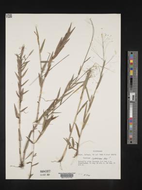 Panicum cyanescens image