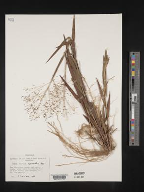 Panicum cyanescens image