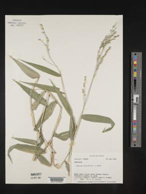 Panicum altum image