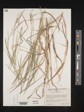 Panicum aquaticum image