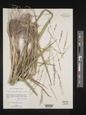 Panicum bartowense image