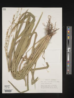 Oryza latifolia image