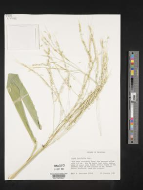 Oryza latifolia image