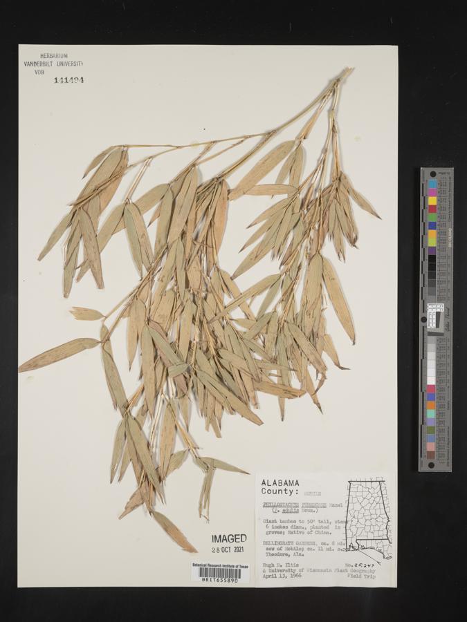 Phyllostachys pubescens image