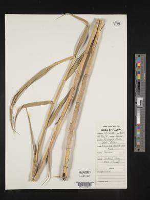 Phragmites australis image