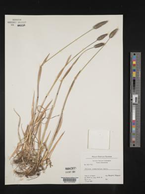 Phleum alpinum image