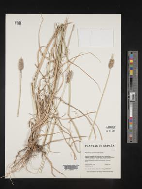 Phalaris coerulescens image