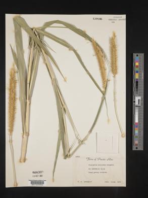 Pennisetum purpureum image