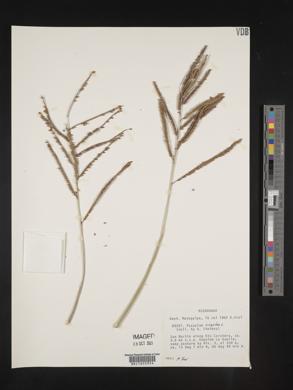 Paspalum virgatum image