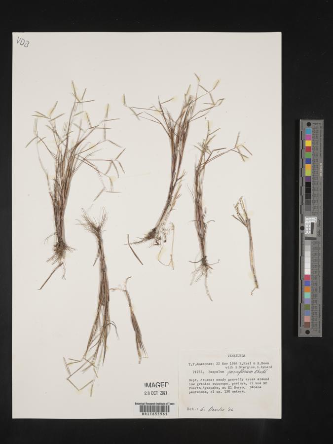 Paspalum parviflorum image