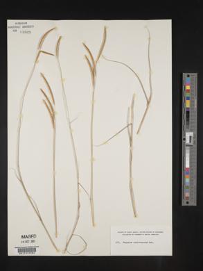 Paspalum membranaceum image