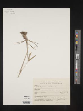 Paspalum notatum image