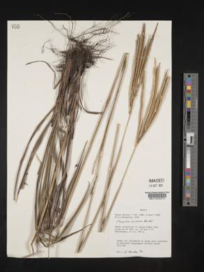 Image of Paspalum cordatum