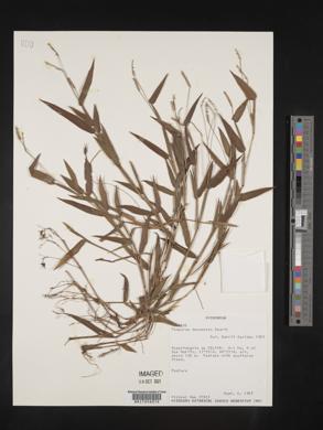 Paspalum decumbens image