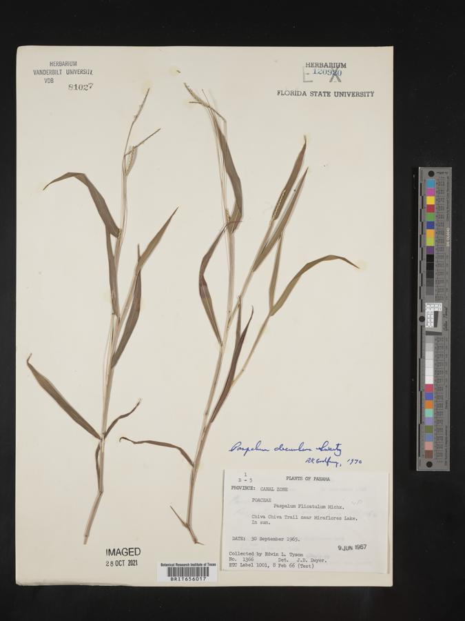 Paspalum decumbens image