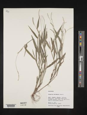 Paspalum decumbens image