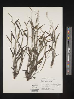 Paspalum decumbens image