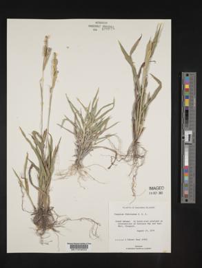 Paspalum fimbriatum image