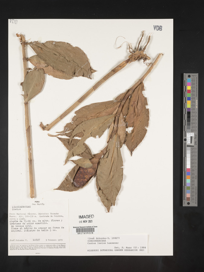 Costus lasius image