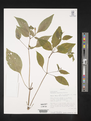 Image of Asystasia albiflora