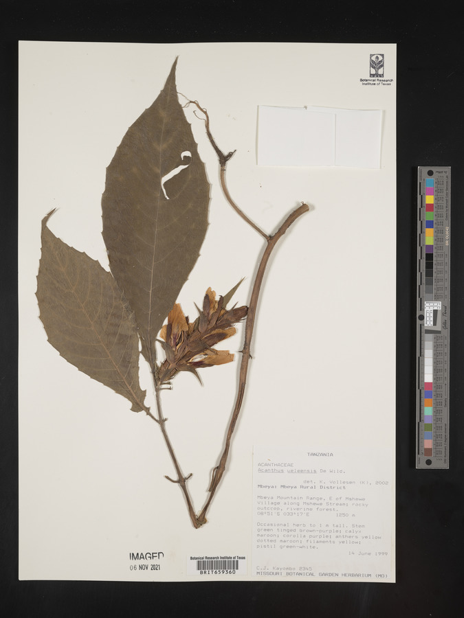 Acanthus ueleensis image