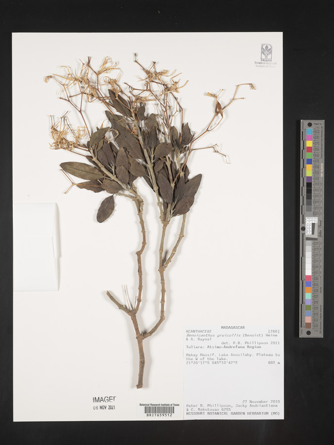 Ruellia gruicollis image