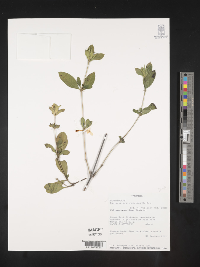 Barleria eranthemoides image