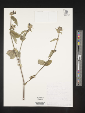 Barleria submollis image