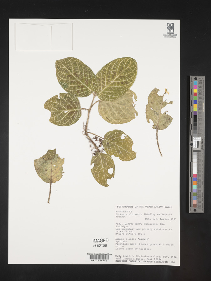 Fittonia image