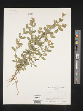 Dyschoriste oblongifolia image