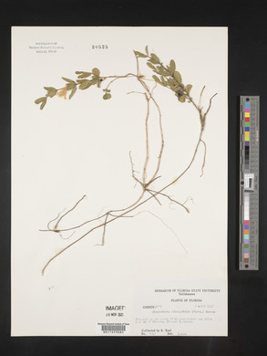 Dyschoriste oblongifolia image