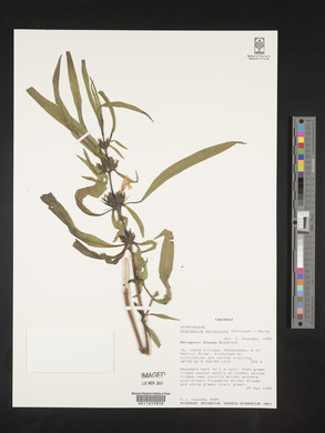 Hygrophila auriculata image
