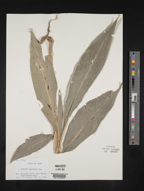 Alpinia japonica image