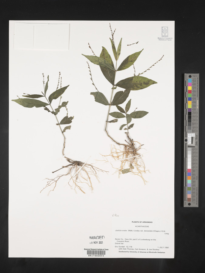 Justicia ovata var. lanceolata image