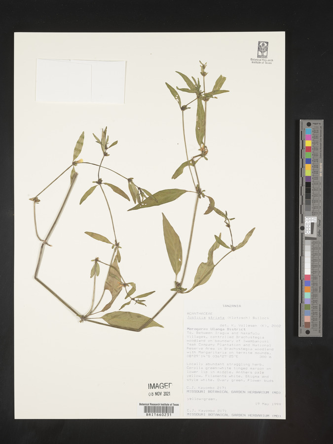Justicia striata image