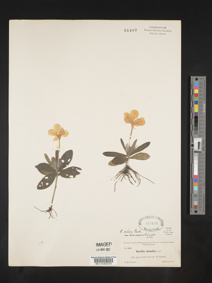 Ruellia caroliniensis subsp. ciliosa image