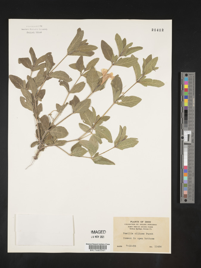 Ruellia caroliniensis subsp. ciliosa image