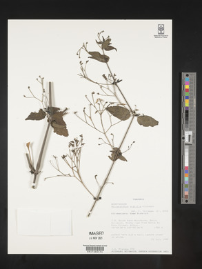 Rhinacanthus gracilis image