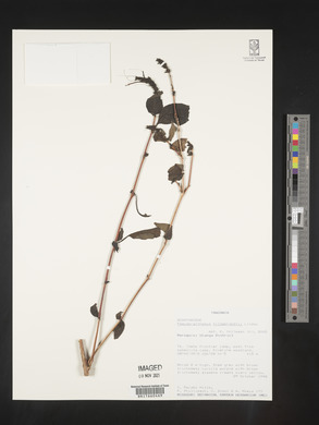 Pseuderanthemum hildebrandtii image