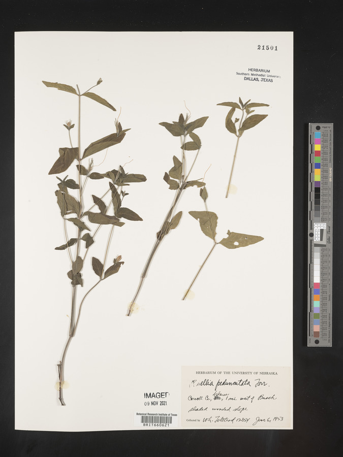 Ruellia pedunculata image
