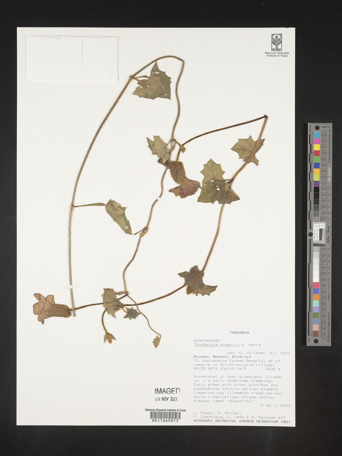 Thunbergia gregorii image